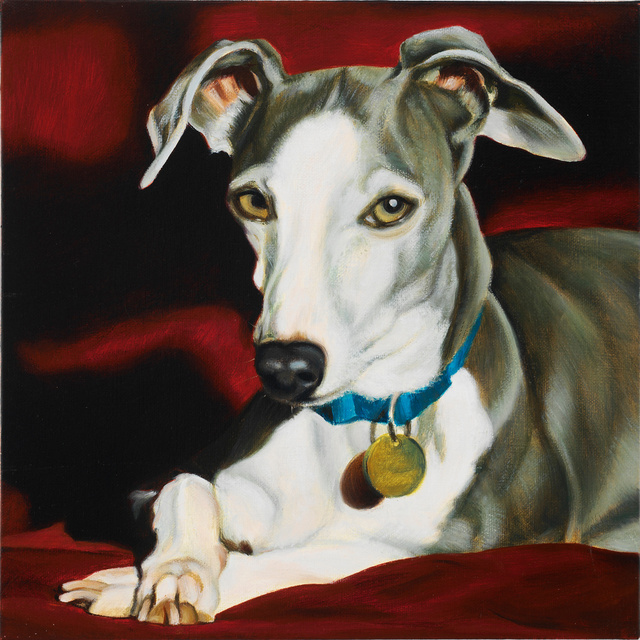 Breed: Italian Greyhound / "Blu"