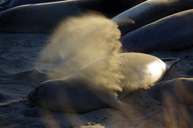 Elephant Seal Colony near San Simeon (15) VB.JPG