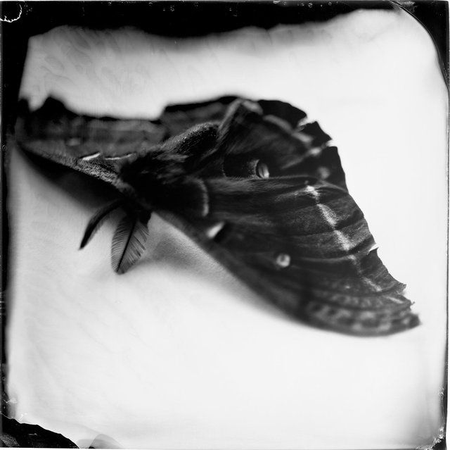 Antheraea polyphemus, 19th century