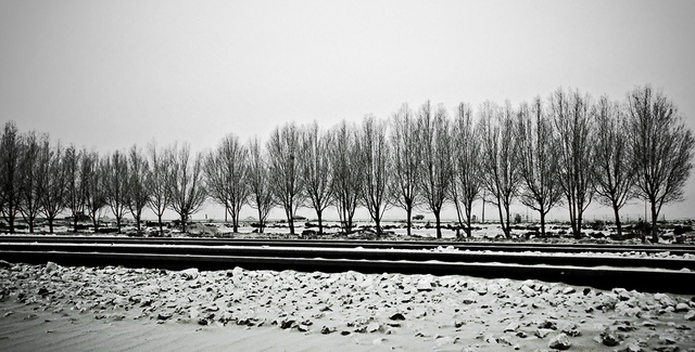 Winter trees on a hot summer