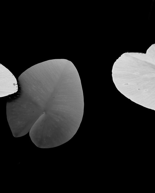 Birth of a Waterlily II