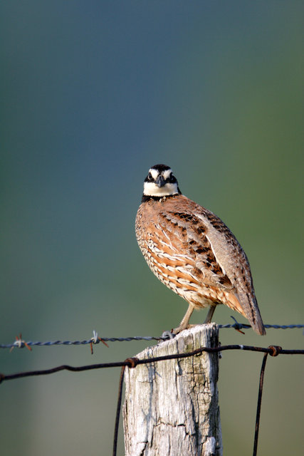 Northern Bobwhite Quail, southern Ohio