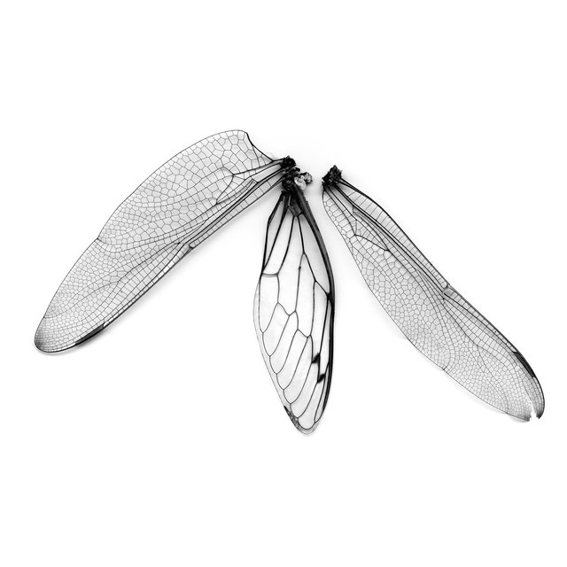 Dragonfly & Cicada Wings, 21st century