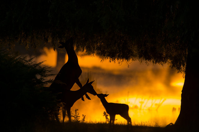 Red Deer Hind and Calf