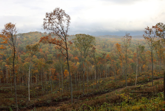 A recently logged hillside in southern Ohio.