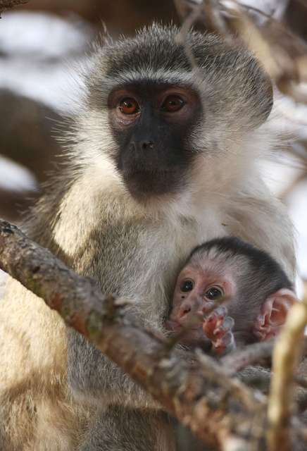 Vervet monkeys