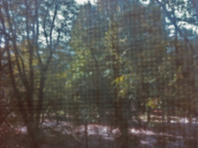 tree study2.jpg