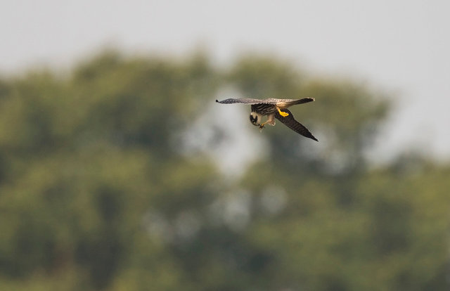 Hobby eating dragonfly