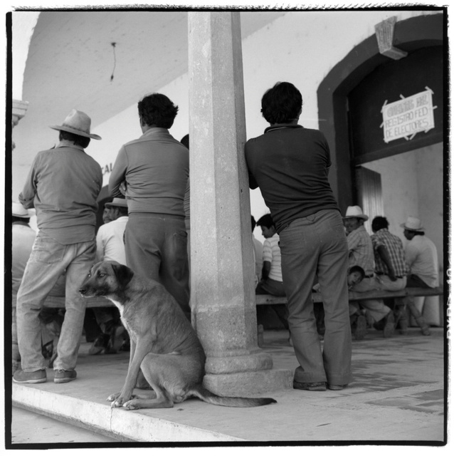 Mex., town hall dog170.jpg