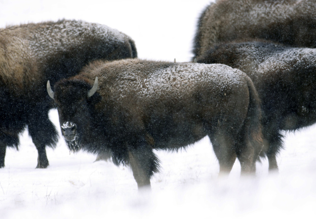 American Bison, Ohio