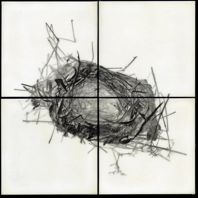 Nest V
