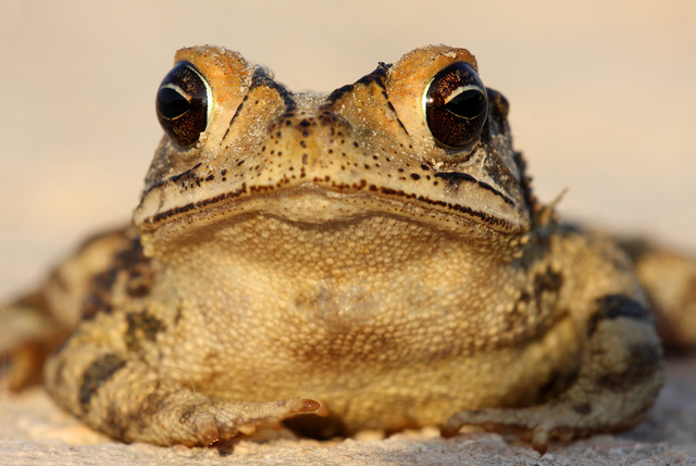 Gulf Coast Toad, southern Texas