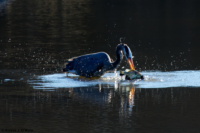 Fishing Heron 2, Southborough, MA