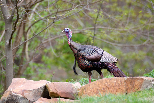 Eastern Wild Turkey, Spring, Ohio