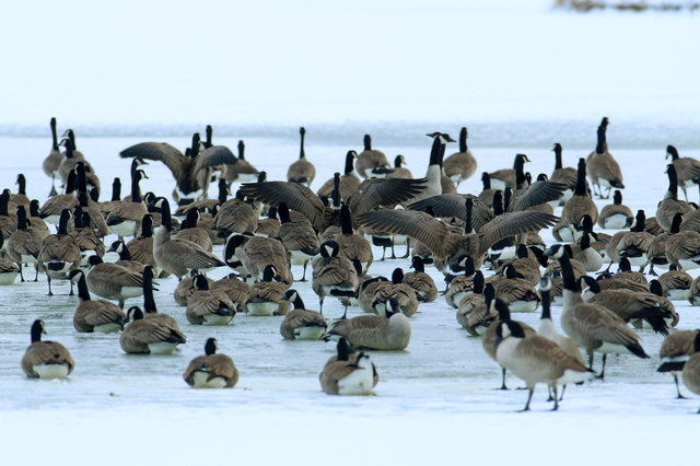 Canada Geese, February, southern Ohio