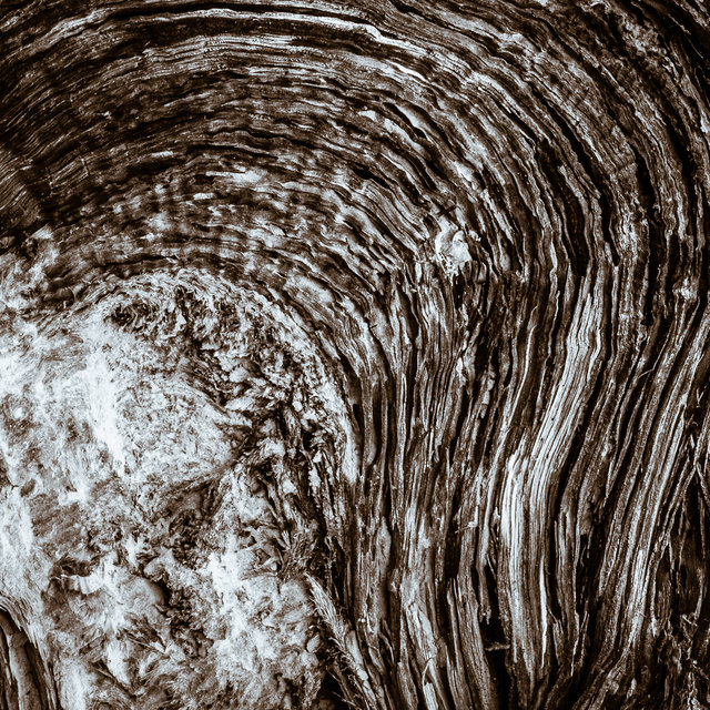 Detail from a twisted juniper