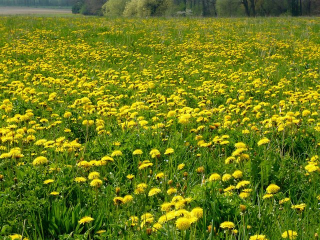 Field of Dandelions at Augst VB.JPG