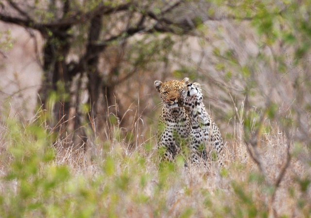 Leopard and cub