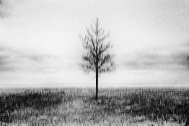 Lonely Tree © Bastiaan Woudt