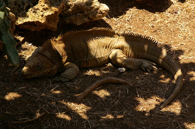 Barbados Wildlife Reserve (22) VB.JPG