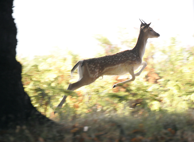 Fallow Deer Buck