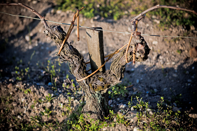 Margaux17 © Laurent Gazal.jpg