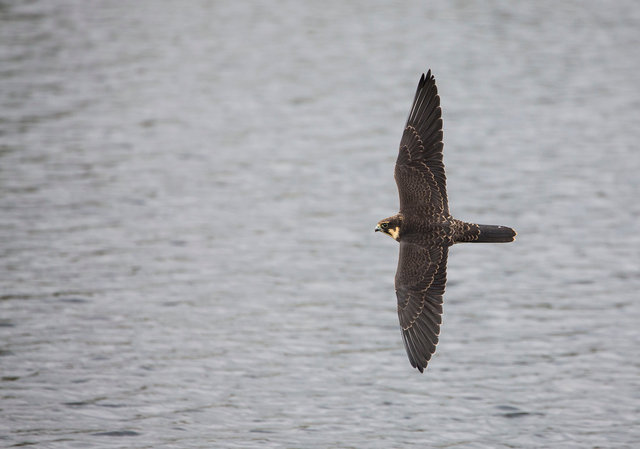 Hobby