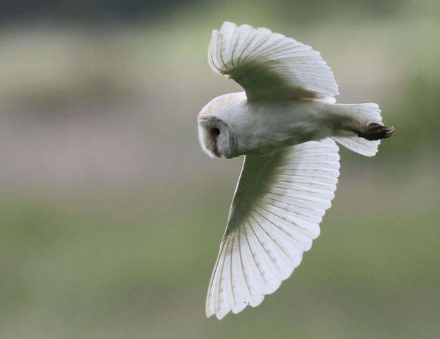 Barn Owl