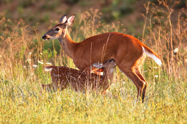 White-tailed Deer, Ohio