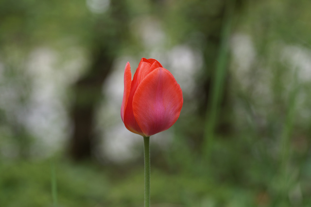 Tulpe