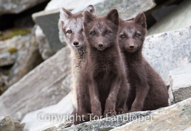 THL_8665 Fjellrev hvalper.JPG