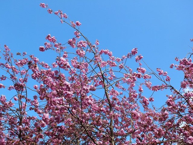 1-Pink Blossom 2015 by Alison Gracie 