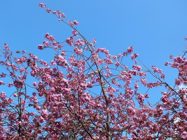 1-Pink Blossom 2015 by Alison Gracie