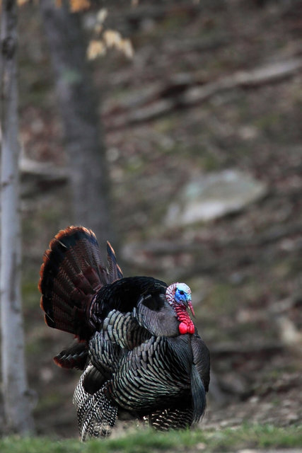 A male wild turkey strutting for a small group of hens, early April, southern Ohio.