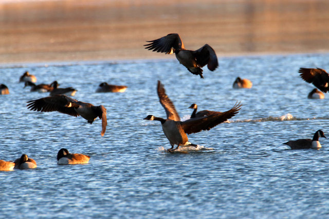 Canada Geese, February, southern Ohio