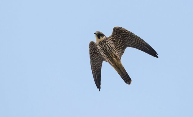 Hobby