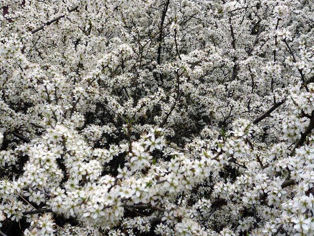 Blossom near Waterend House (2) VB.JPG