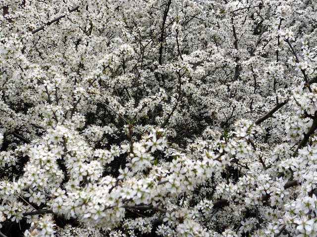 Blossom near Waterend  House (2) VB.JPG