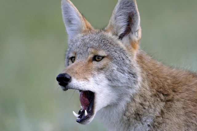 Coyote, Colorado