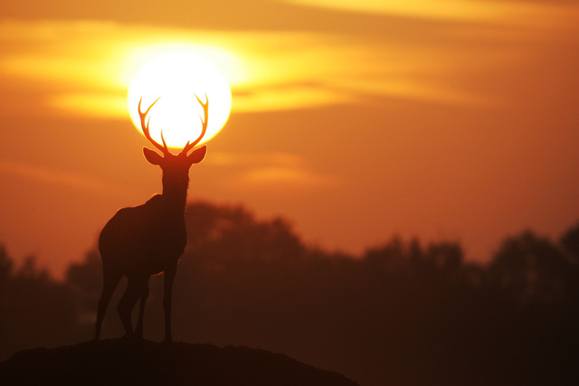 Red Deer Stag