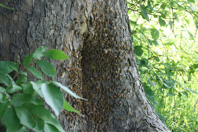 BeeTree1.jpg
