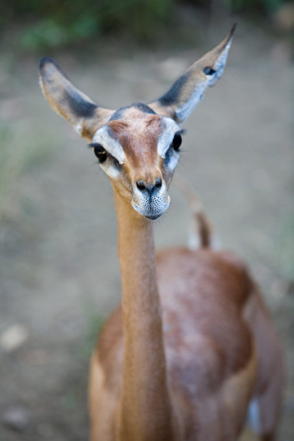 Gerenuk