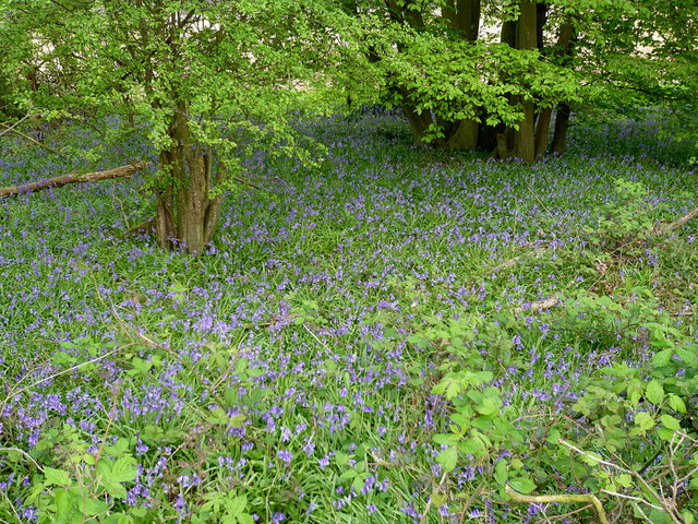 Woods near Waterend House (4) VB.JPG