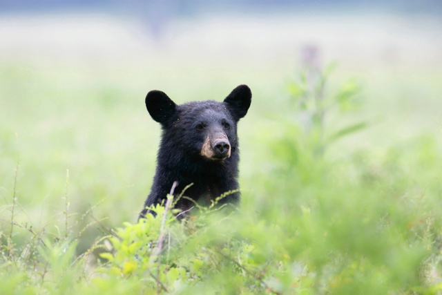 Black Bear, TN