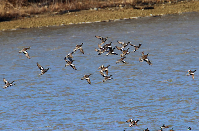 American Wigeons, March, Ohio