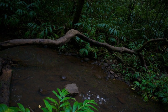 Tronco em Twin Falls