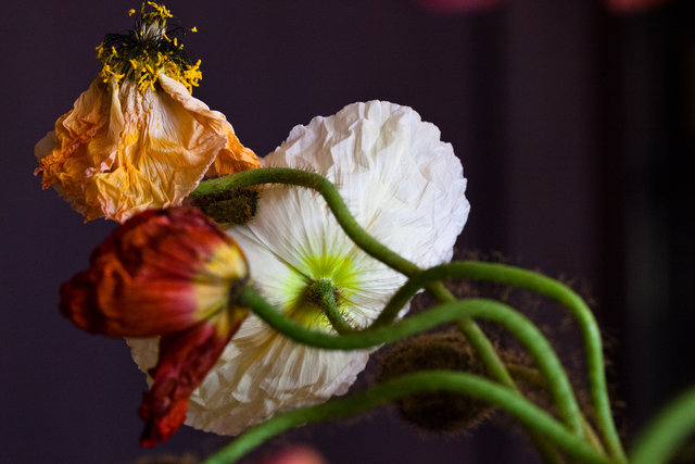 Poppies