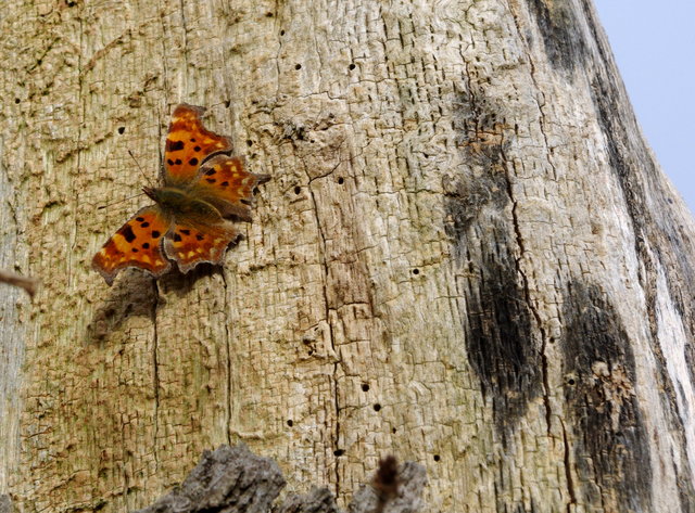 Comma Polygonia c-album (4) VB.JPG