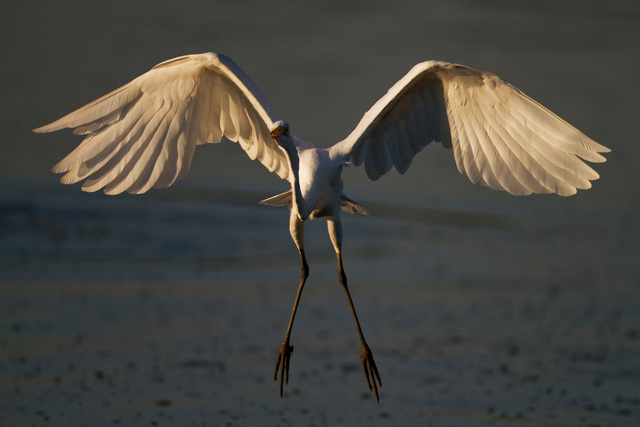 Yellow-billed Egret