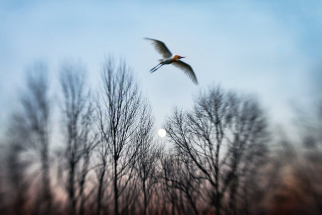 Dream Of Flying